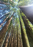 Californian Redwoods