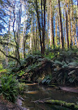 Californian Redwoods