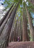 Californian Redwoods