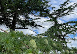 Yan Yean Top Lookout