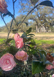 Oak Alley Plantation