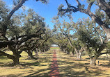 Oak Alley Plantation