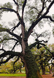 Oak Alley Plantation