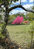 Oak Alley Plantation