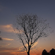 Chandigarh Botanical Garden