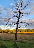 Bushy Park Bird Hide