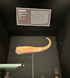 Museum of Sex