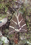 Butterflies Valley