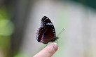 Coffs Harbour Butterfly House