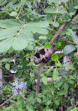 Coffs Harbour Butterfly House