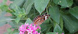 Coffs Harbour Butterfly House