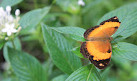 Coffs Harbour Butterfly House