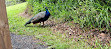 Coffs Harbour Butterfly House