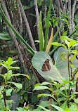 Coffs Harbour Butterfly House