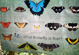 Coffs Harbour Butterfly House