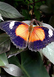 Coffs Harbour Butterfly House