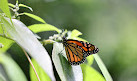 Coffs Harbour Butterfly House