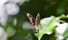 Coffs Harbour Butterfly House