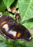 Coffs Harbour Butterfly House