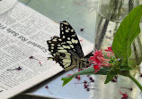 Coffs Harbour Butterfly House