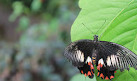 Coffs Harbour Butterfly House