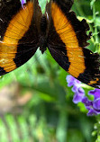 Coffs Harbour Butterfly House