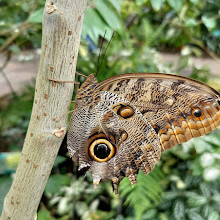 Fort Worth Botanic Garden