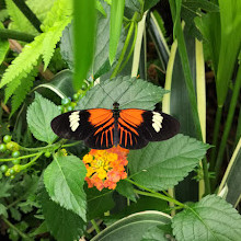 Fort Worth Botanic Garden