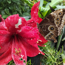 Fort Worth Botanic Garden