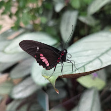 Fort Worth Botanic Garden