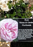 Rose Garden