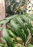 Hortus Botanicus Leiden