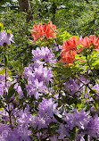 Hortus Botanicus Leiden