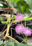 Hortus Botanicus Leiden