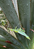 Hortus Botanicus Leiden