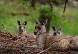 Halls Gap