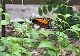 Butterflies of Cape Cod