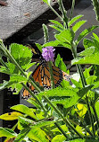 Butterflies of Cape Cod