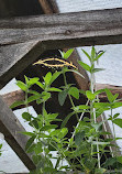 Butterflies of Cape Cod