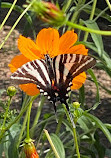 Butterflies of Cape Cod