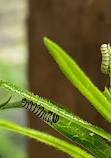 Butterflies of Cape Cod