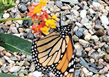 Butterflies of Cape Cod