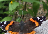 Butterflies of Cape Cod