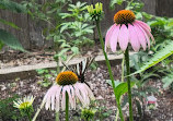 Butterflies of Cape Cod