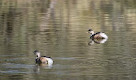 Tidbinbilla Sanctuary