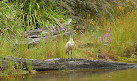 Tidbinbilla Sanctuary