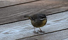 Tidbinbilla Sanctuary