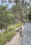 Tidbinbilla Sanctuary