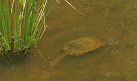 Tidbinbilla Sanctuary