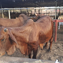 AL DHABI LIVESTOCK FARM